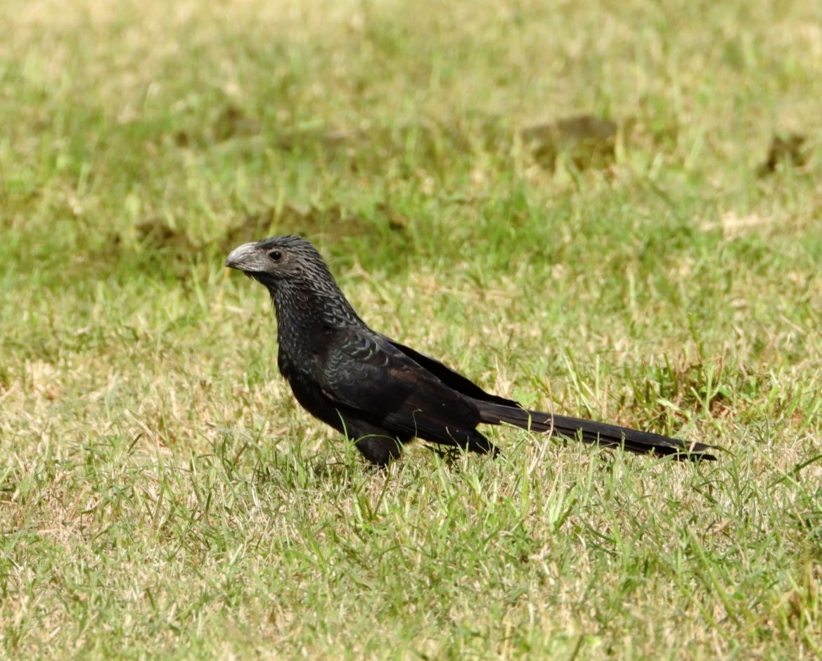 Groove-billed Ani - ML637660359