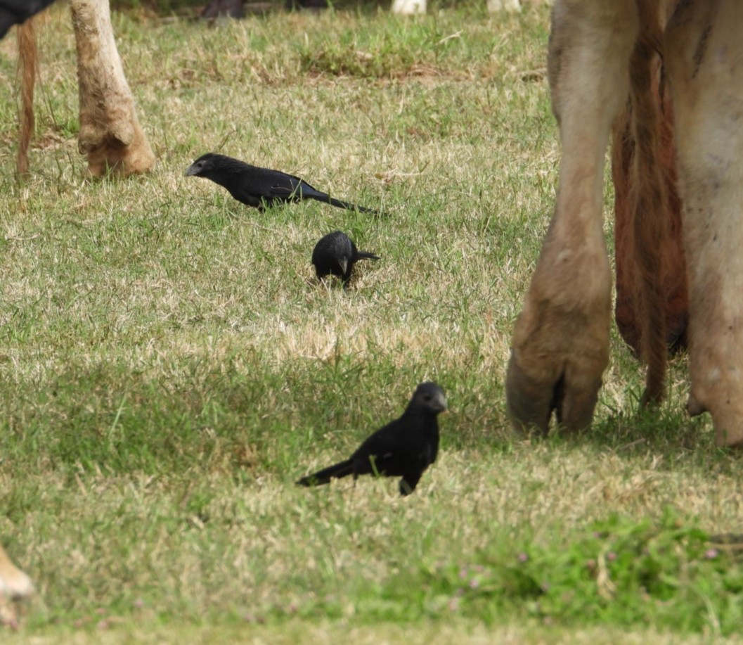 Groove-billed Ani - ML637660360