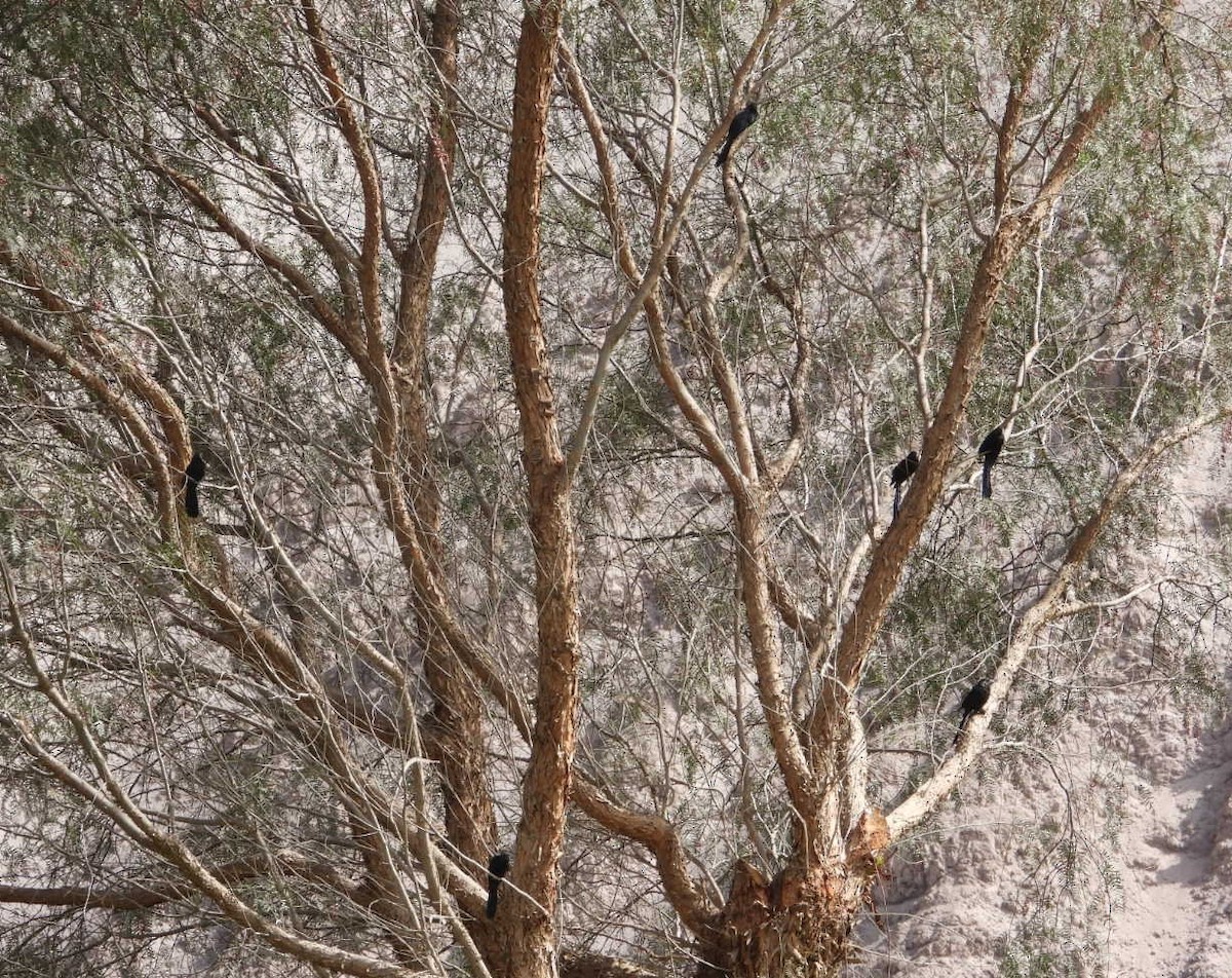 Groove-billed Ani - ML637660361