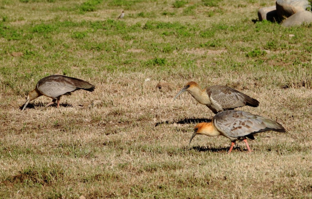 Andean Ibis - ML637660382