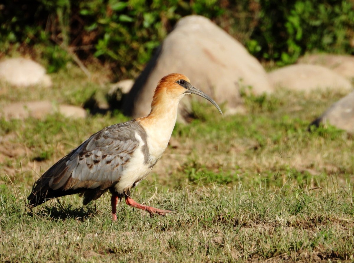 Andean Ibis - ML637660383