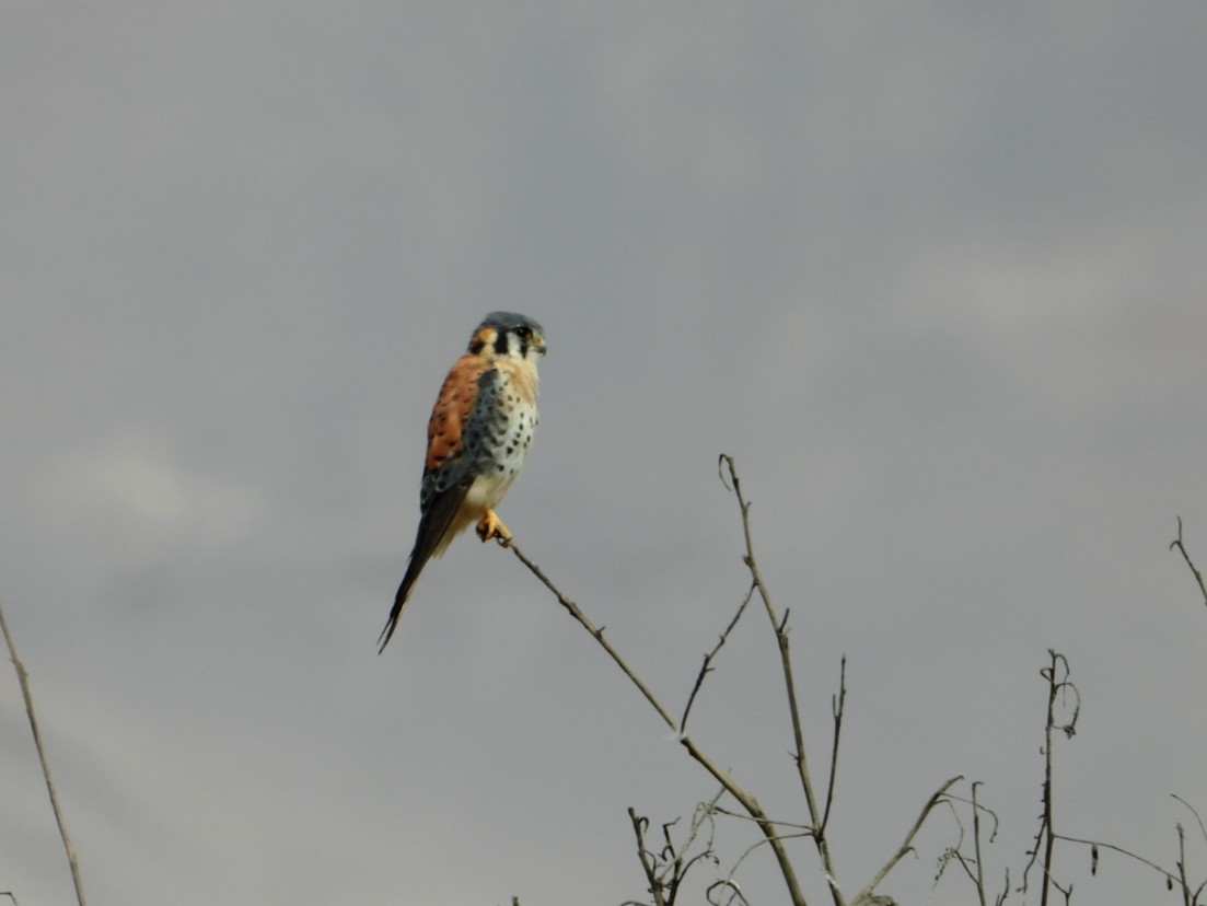 American Kestrel - ML637660402