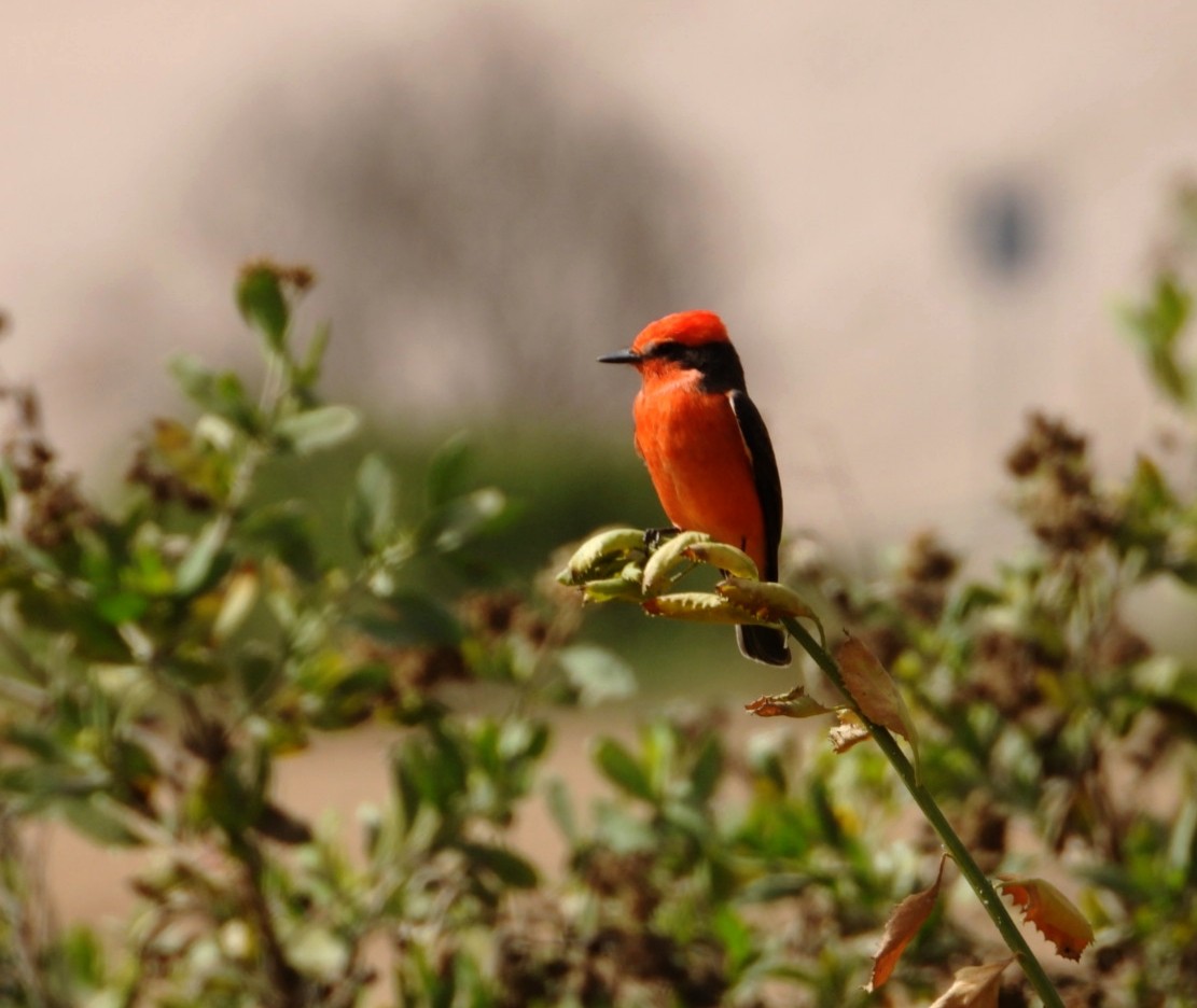 Vermilion Flycatcher - ML637660433