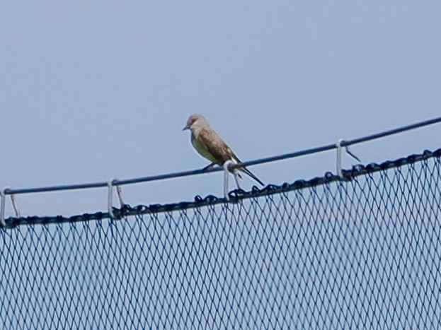 Western Kingbird - ML637660470