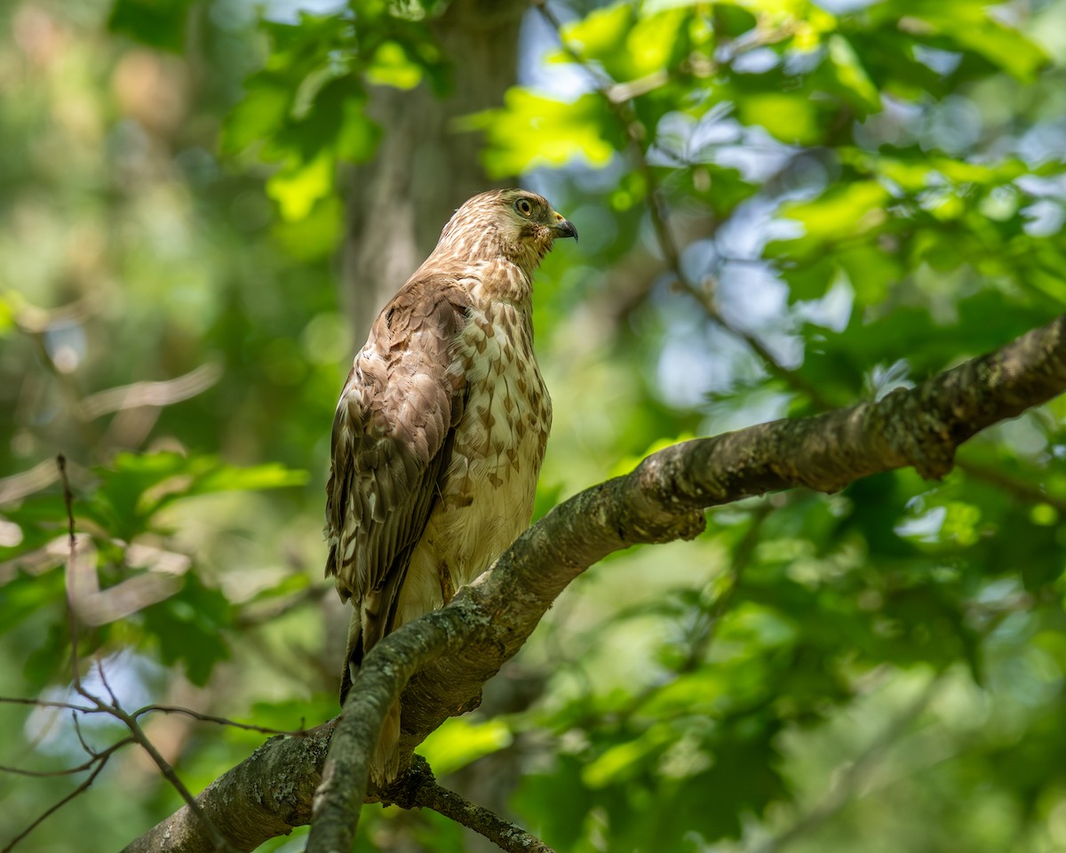 Broad-winged Hawk - ML637660500