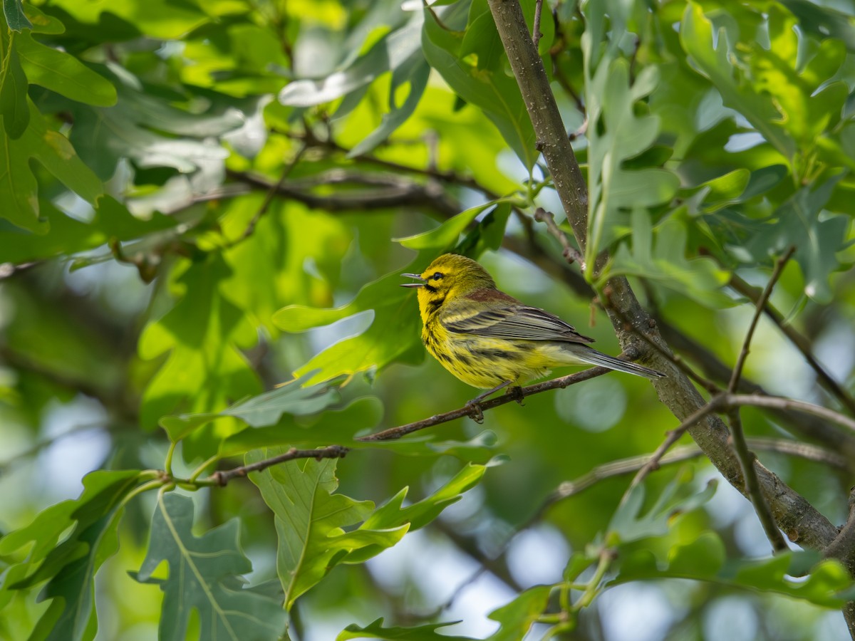 Prairie Warbler - ML637660528