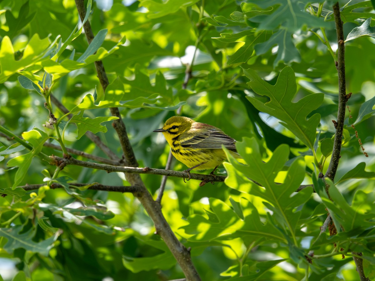 Prairie Warbler - ML637660529