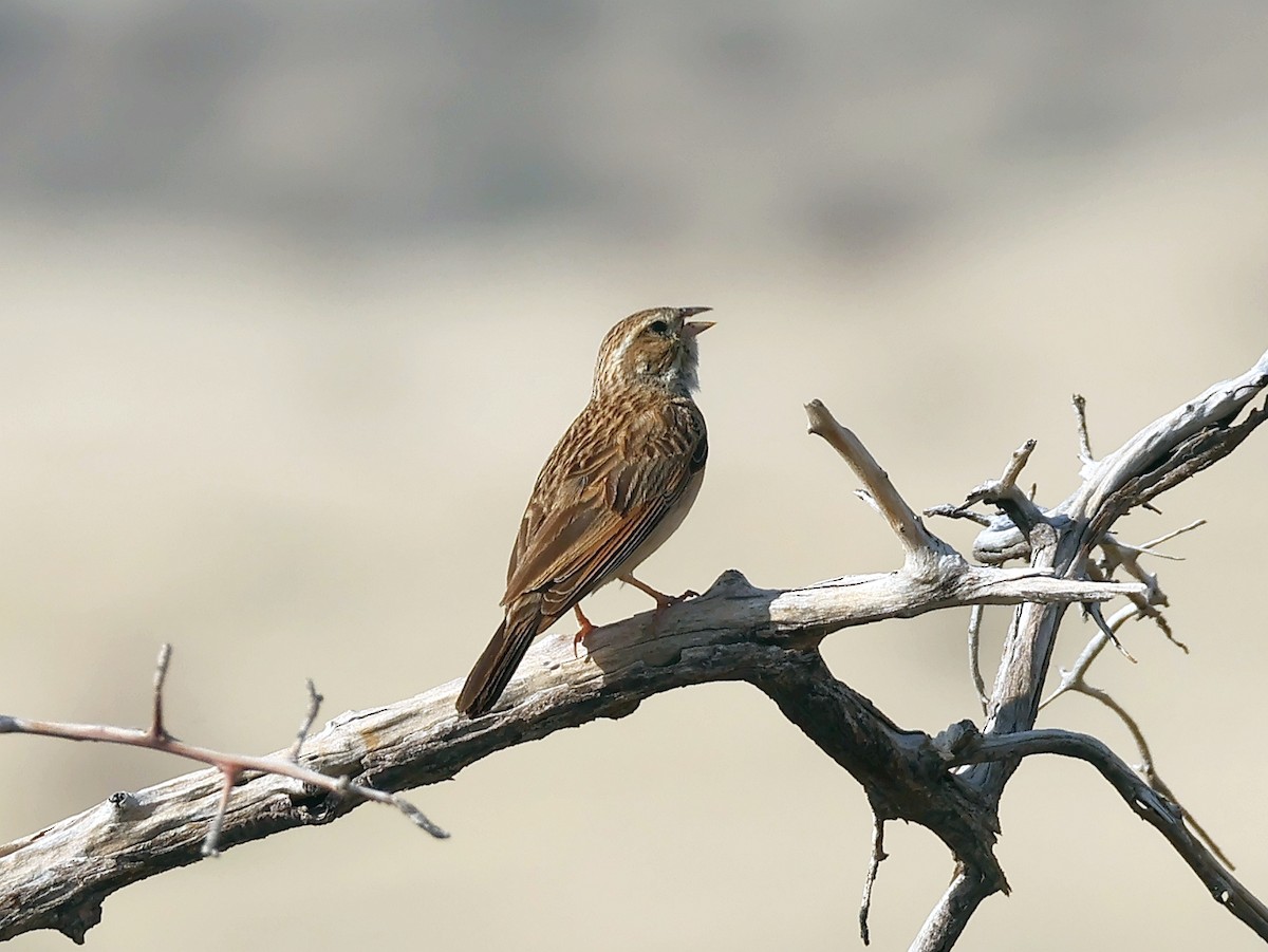 Lark-like Bunting - ML637660537