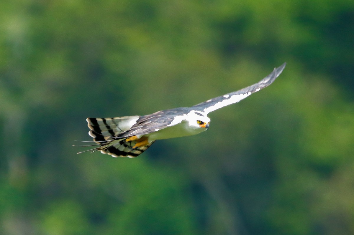 Black-and-white Hawk-Eagle - ML637660626