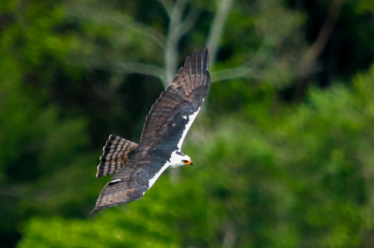 Black-and-white Hawk-Eagle - ML637660627