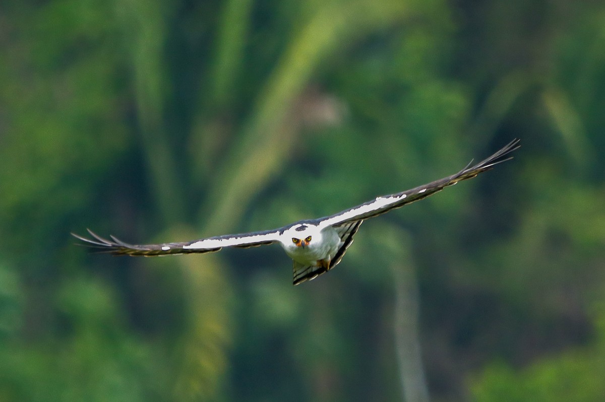 Black-and-white Hawk-Eagle - ML637660628