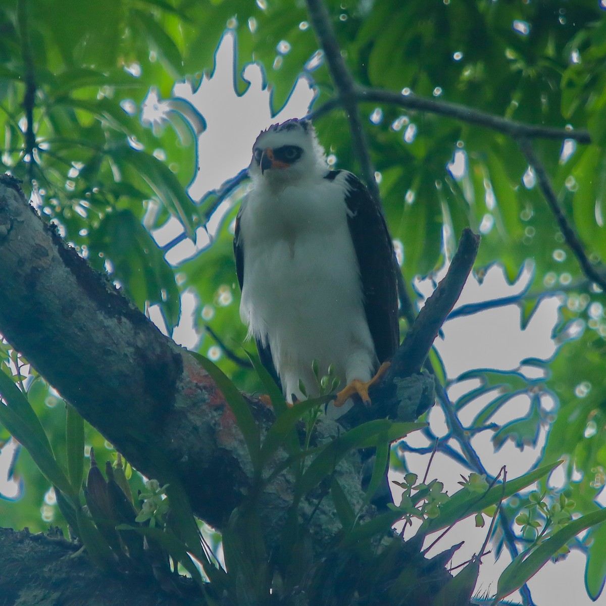 Black-and-white Hawk-Eagle - ML637660629