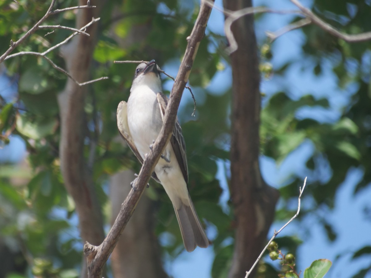Gray Kingbird - ML637660632