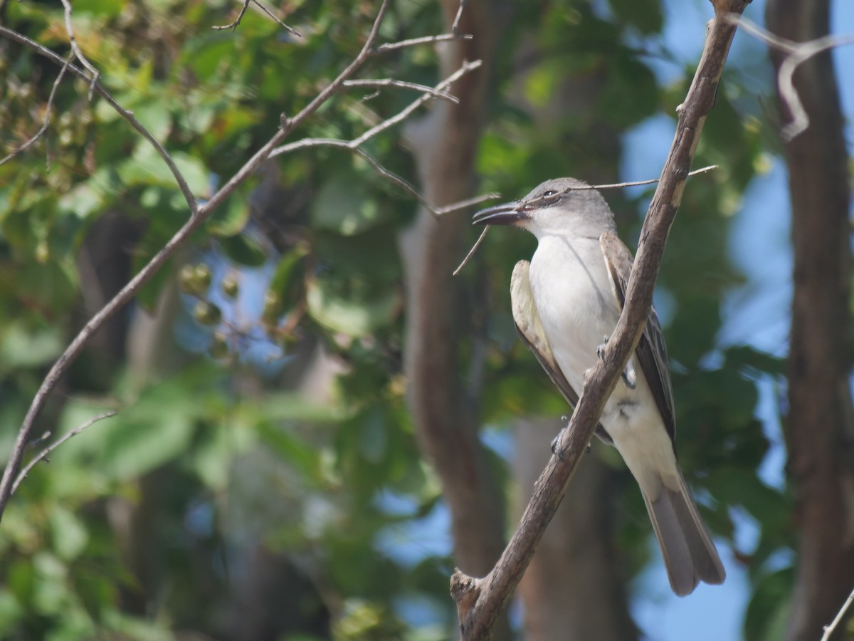 Gray Kingbird - ML637660633