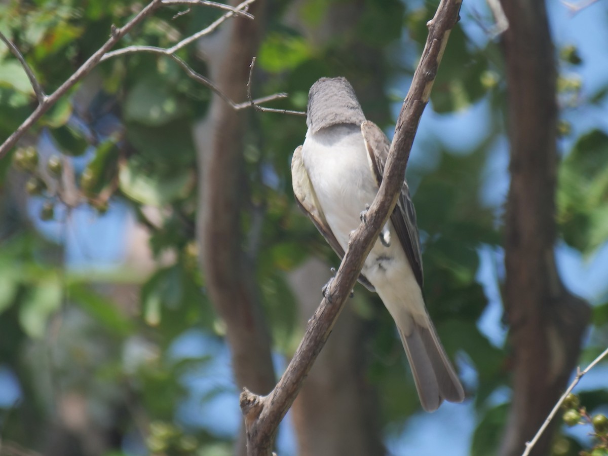 Gray Kingbird - ML637660634