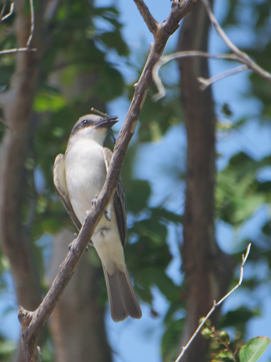 Gray Kingbird - ML637660635