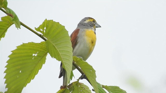 Dickcissel - ML637660701