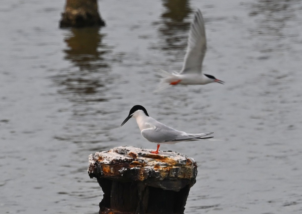 Roseate Tern - ML637660714