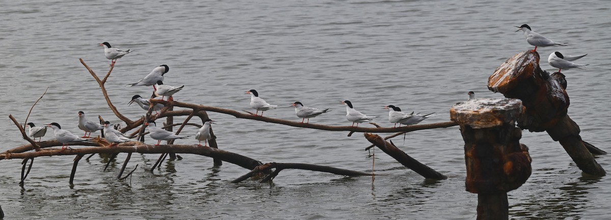 Roseate Tern - ML637660719