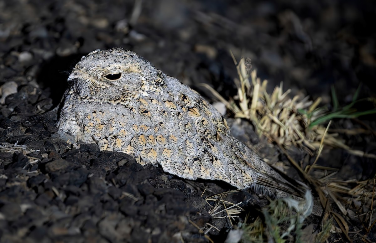 Sykes's Nightjar - ML637660779