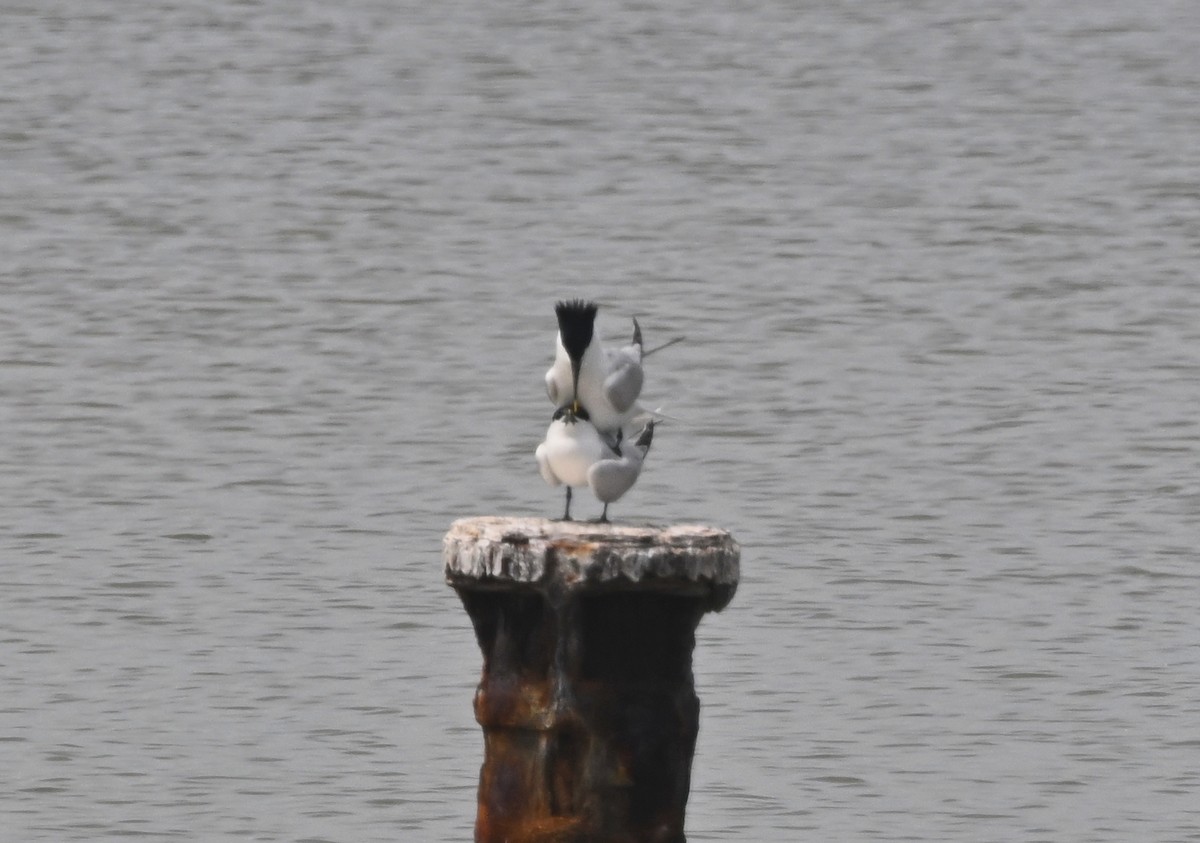 Sandwich Tern - ML637660804
