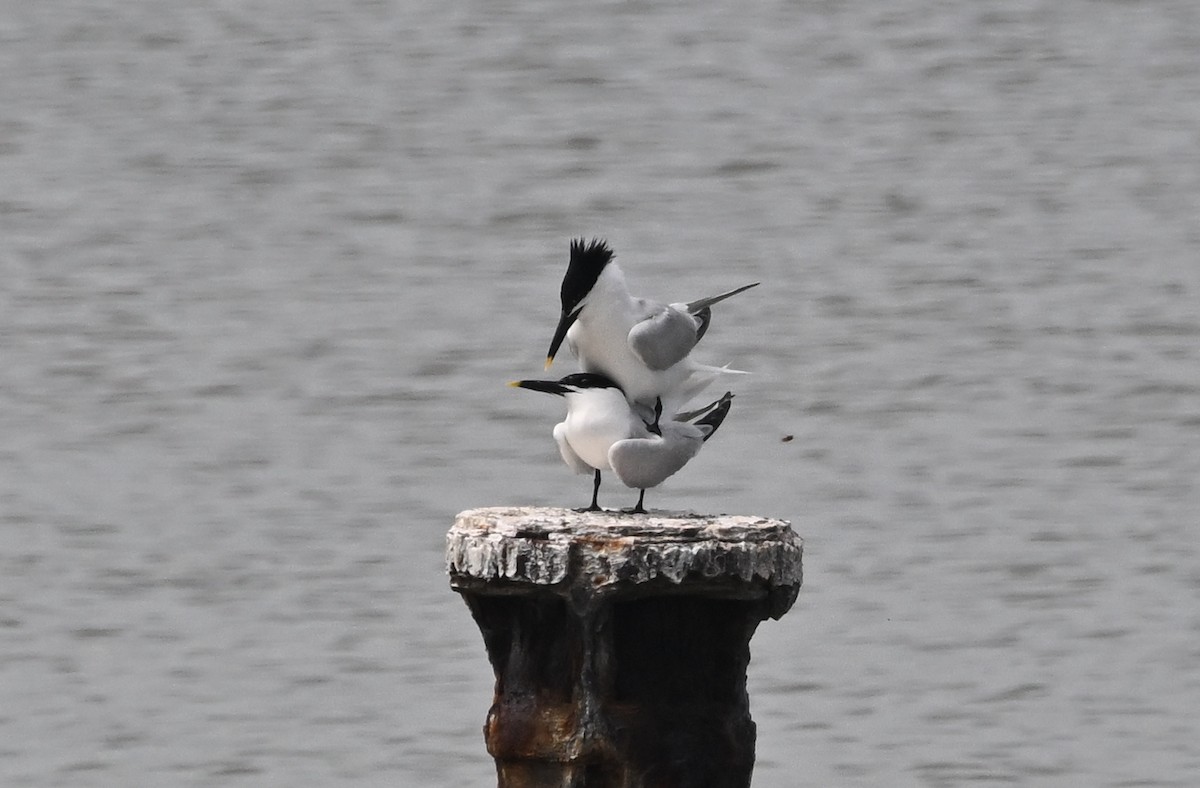Sandwich Tern - ML637660816