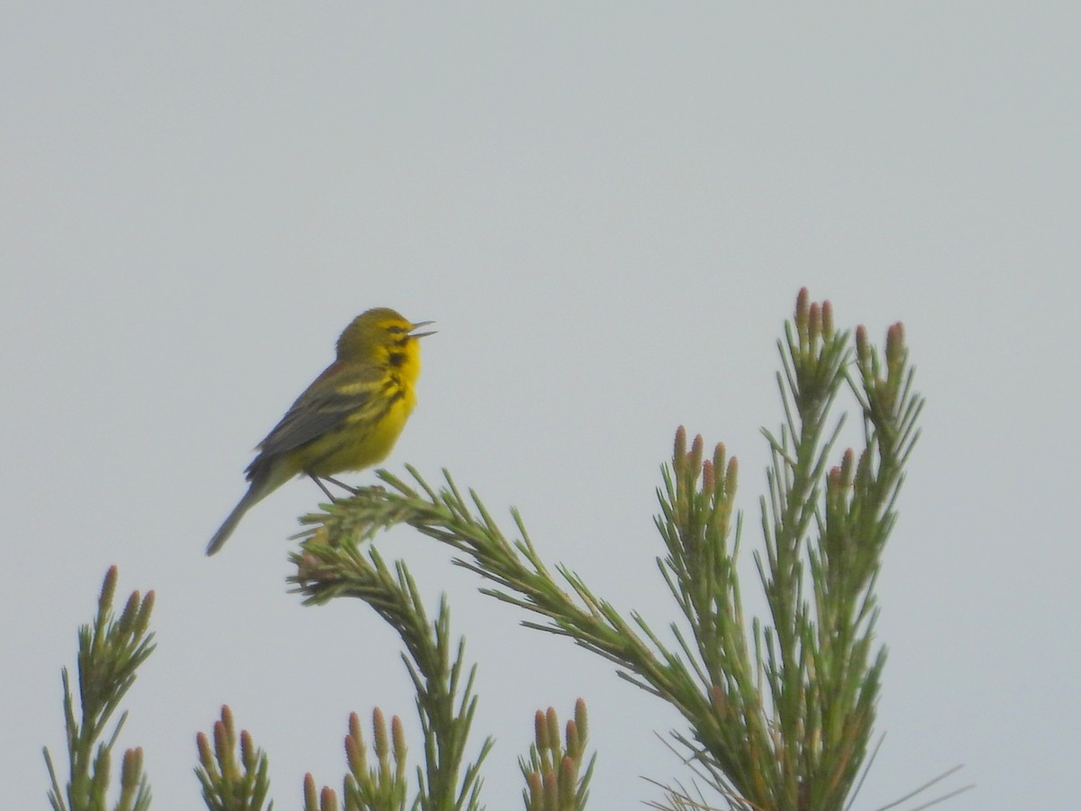 Prairie Warbler - ML637660953