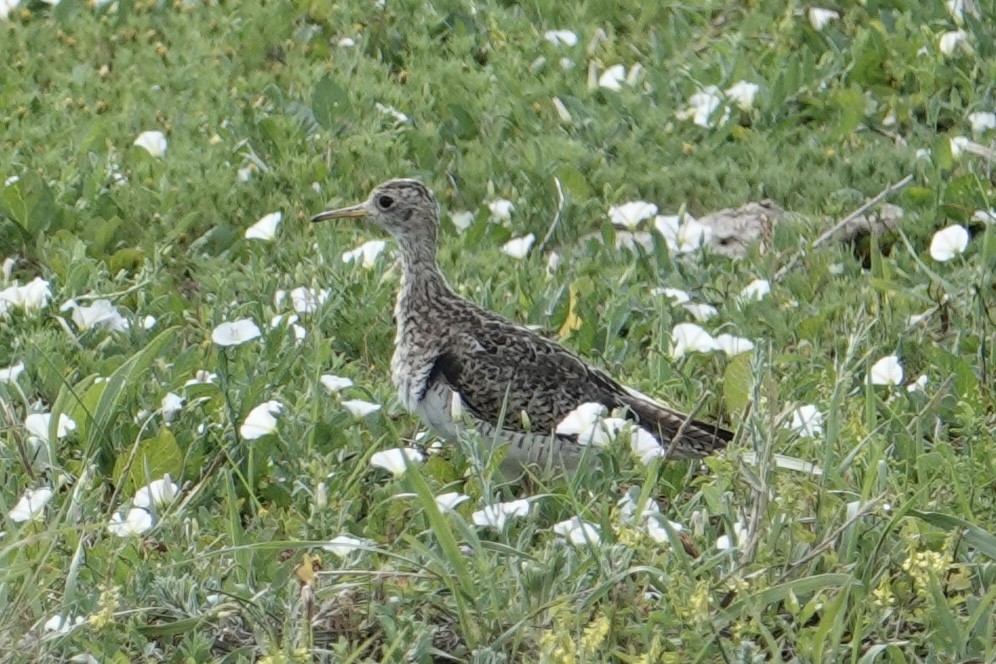 Upland Sandpiper - ML637660972