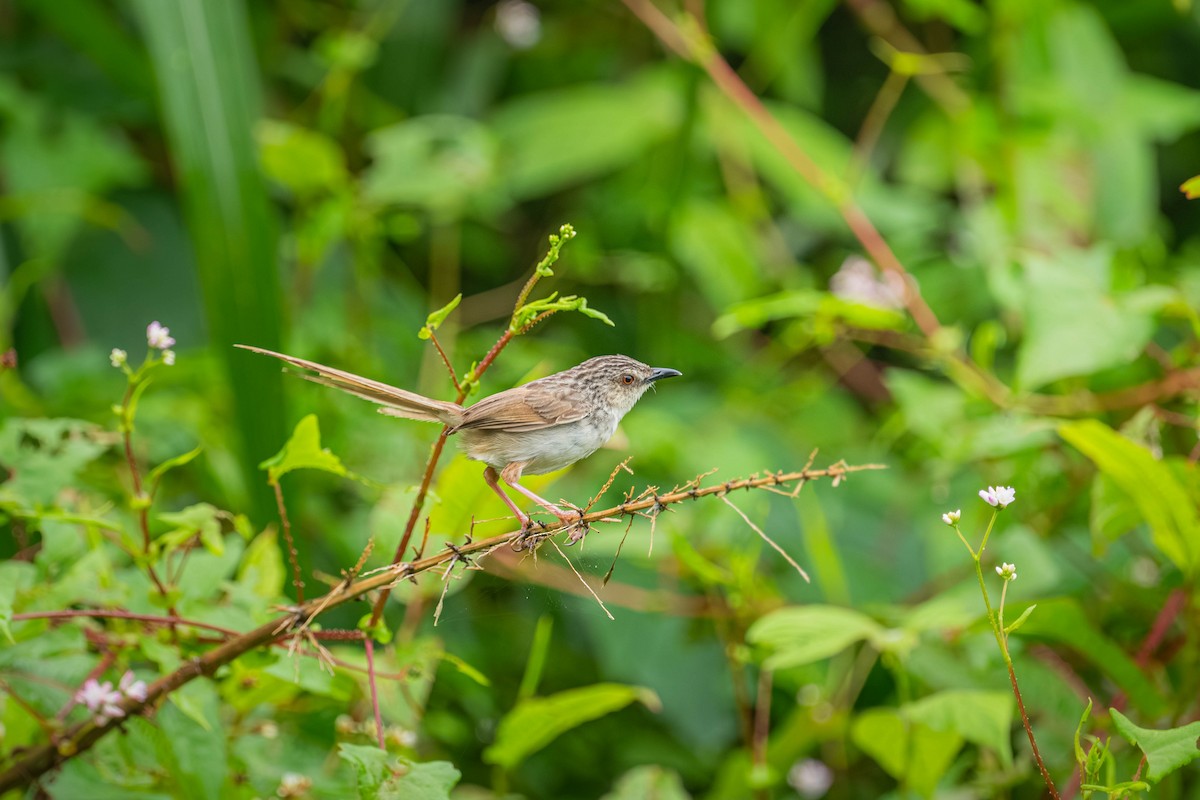 Striped Prinia - ML637660999