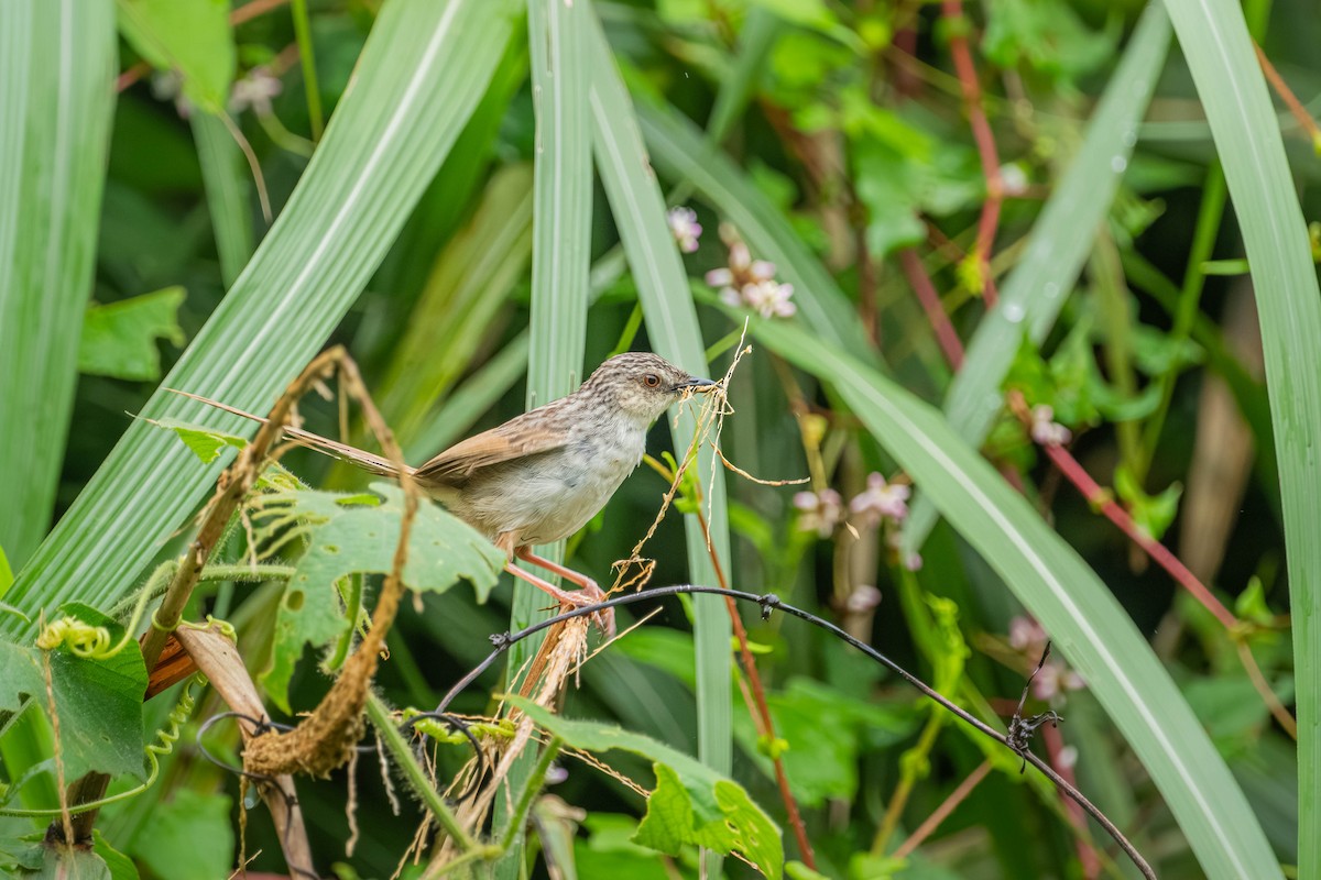 Striped Prinia - ML637661001