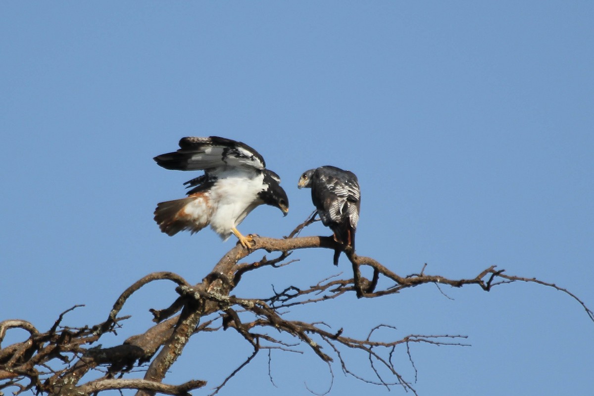 Augur Buzzard - ML637661021
