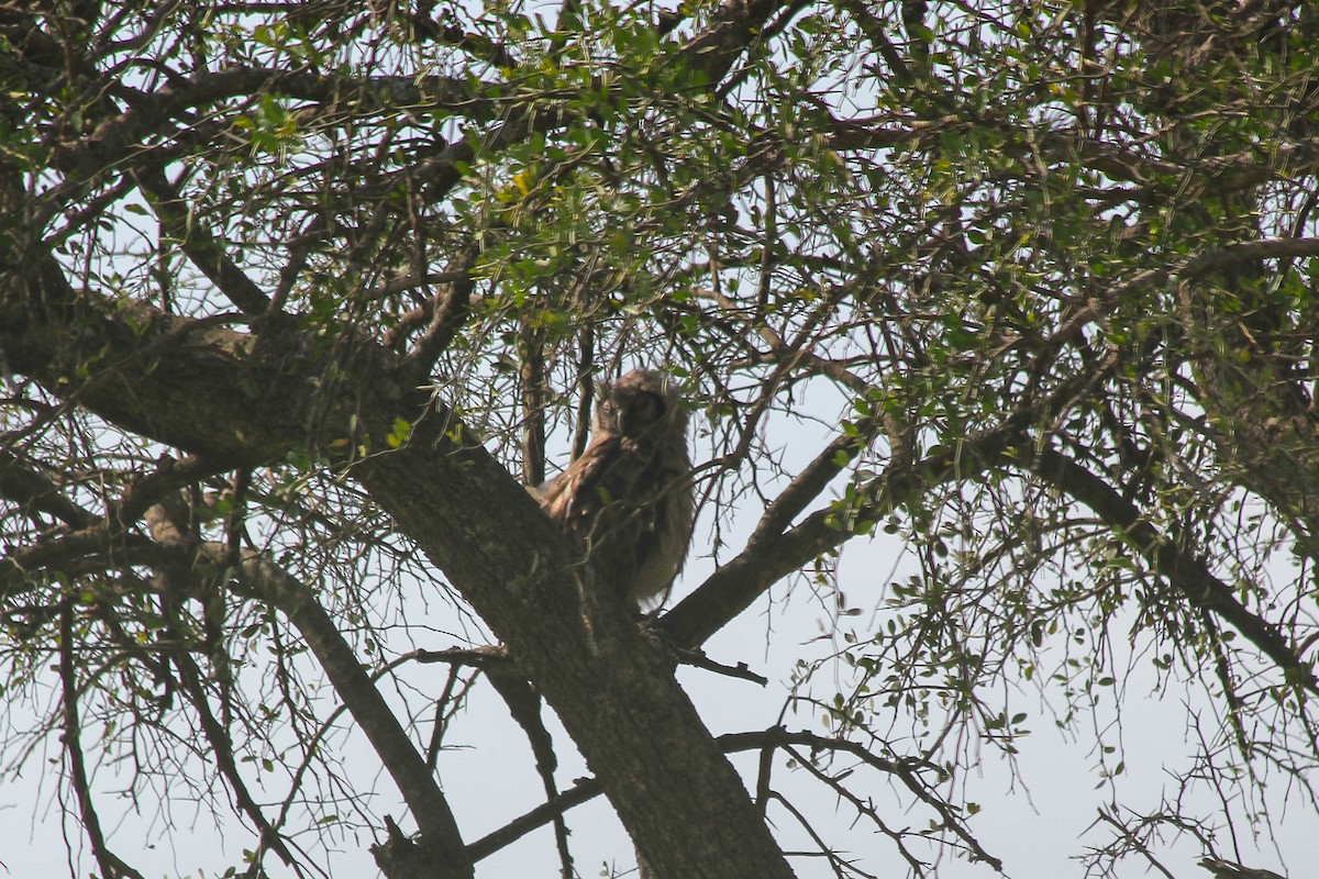 Verreaux's Eagle-Owl - ML637661028