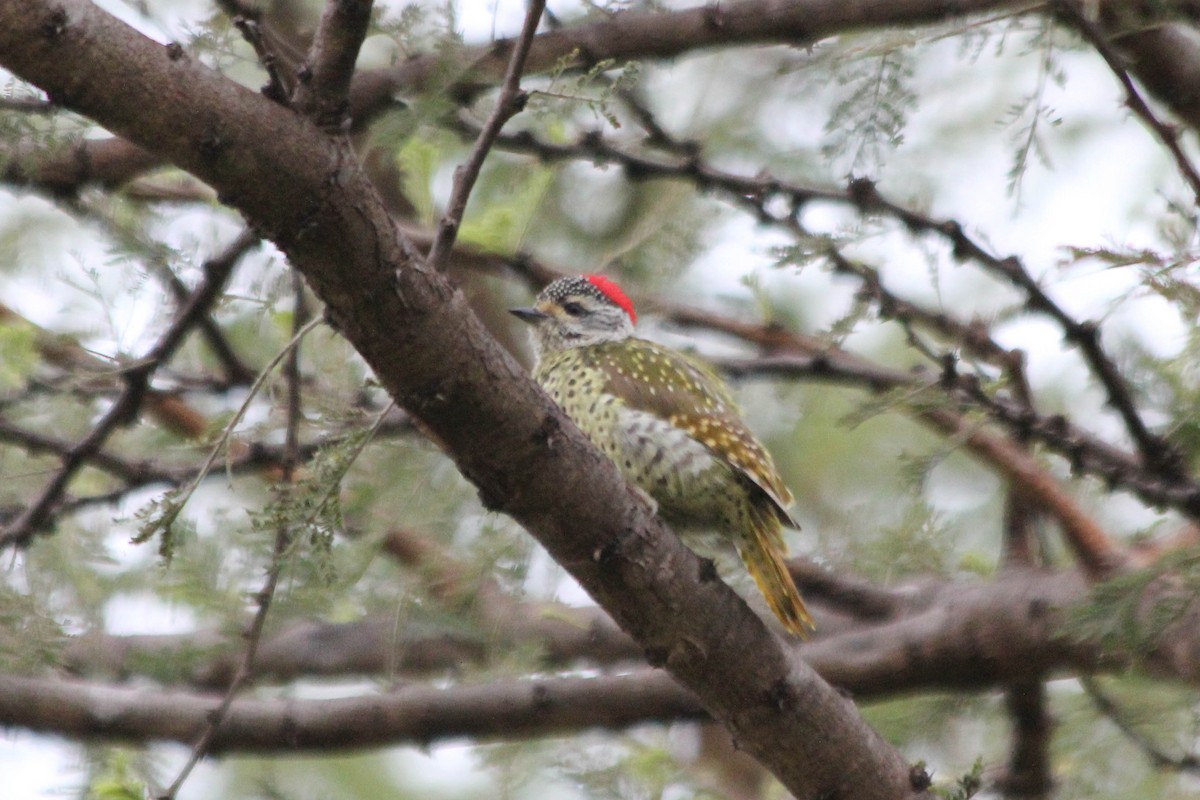 Green-backed Woodpecker - ML637661056