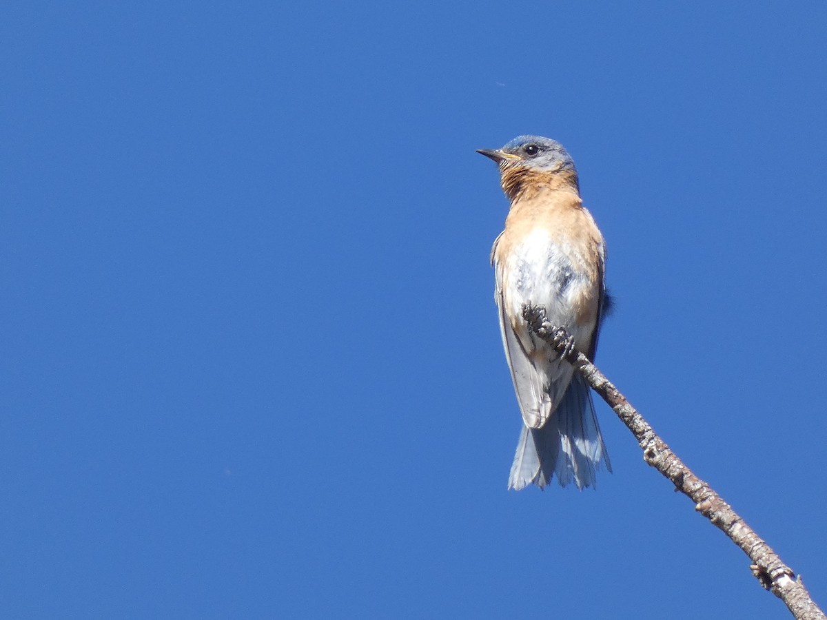 Eastern Bluebird (Mexican) - ML637661089
