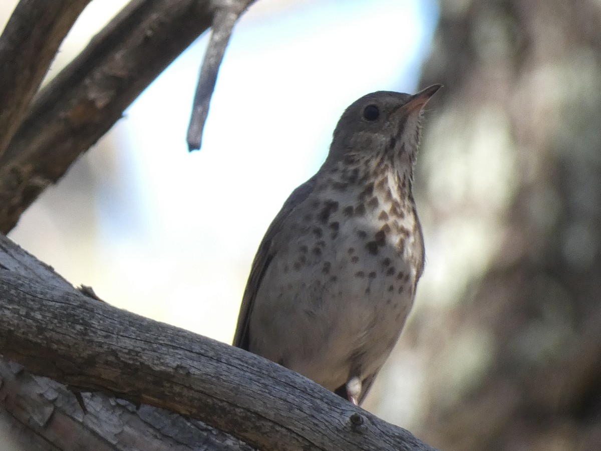 Hermit Thrush (auduboni Group) - ML637661096