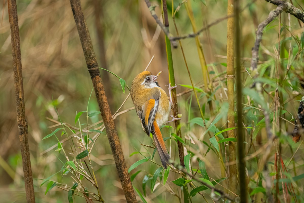 Golden Parrotbill - ML637661126
