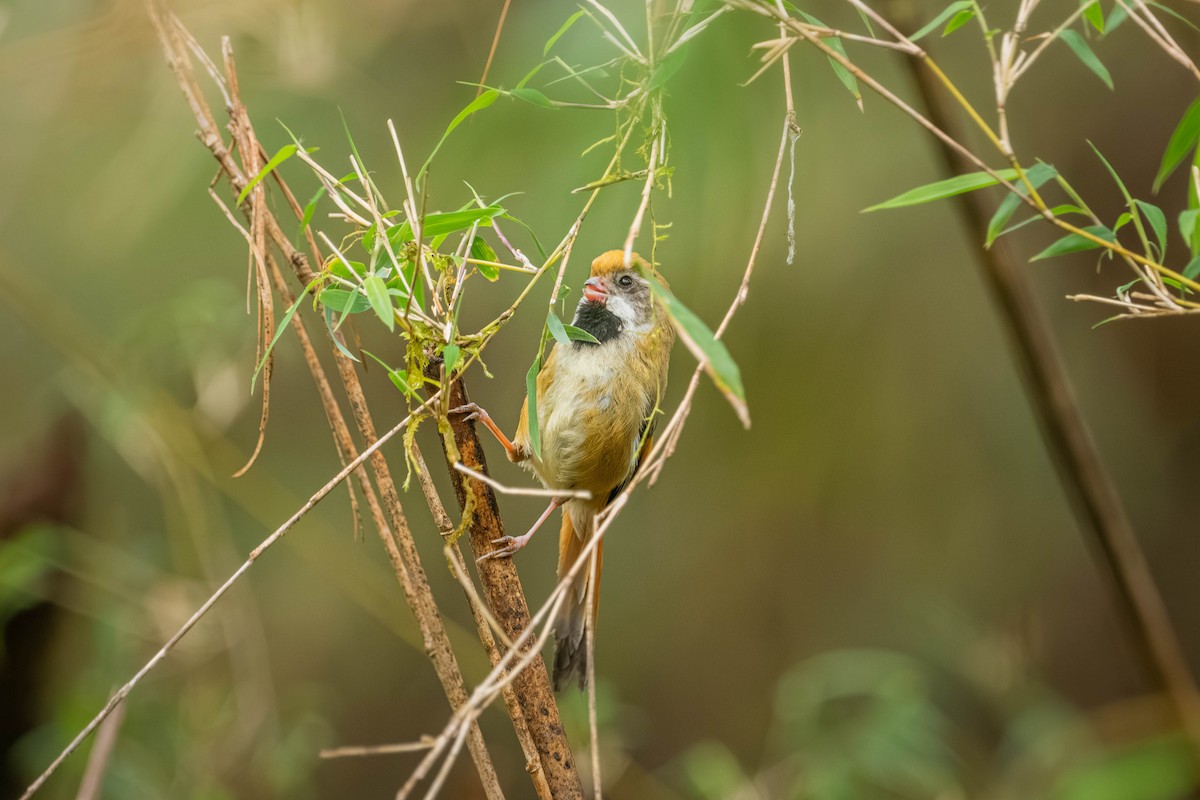 Golden Parrotbill - ML637661127