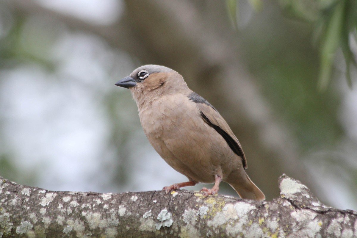 Gray-capped Social-Weaver - ML637661146