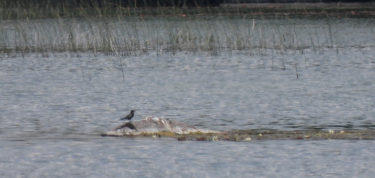 Trauerseeschwalbe - ML637661165