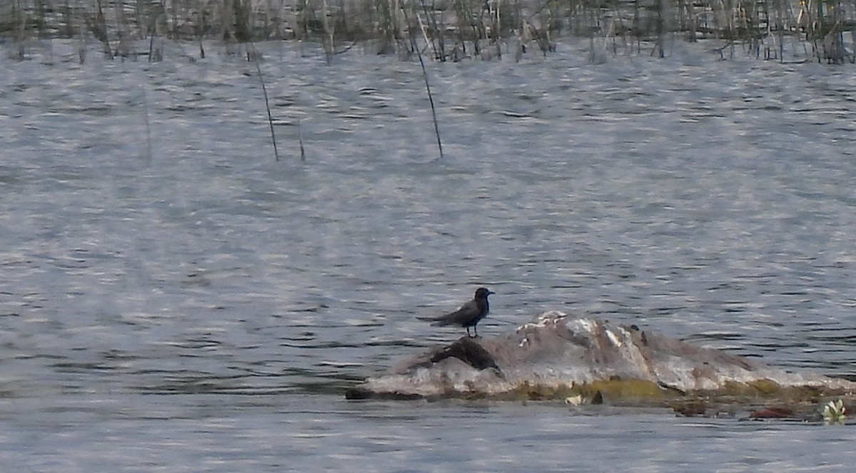 Trauerseeschwalbe - ML637661166
