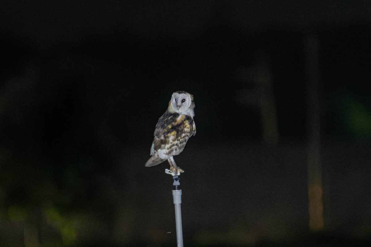 Australasian Grass-Owl - ML637661223