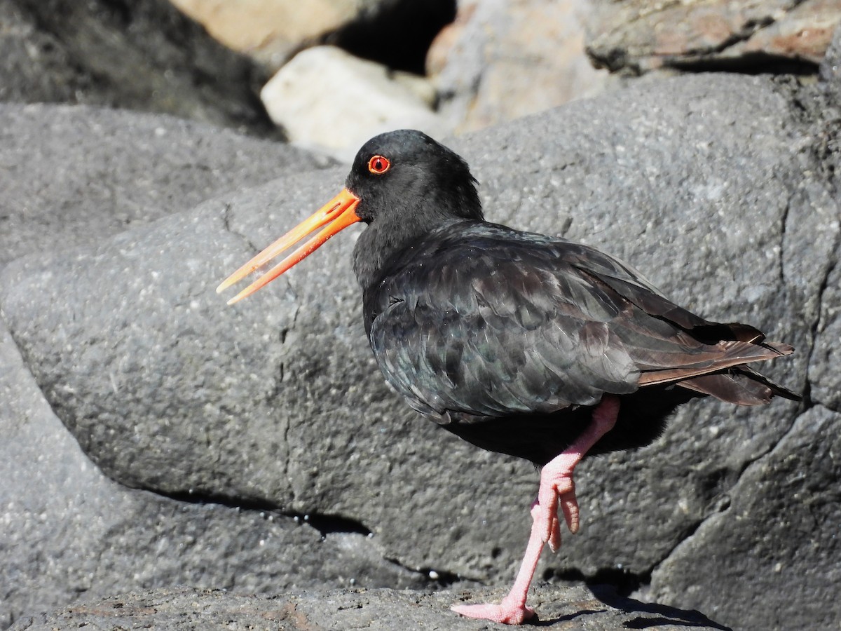 Variable Oystercatcher - ML637661244