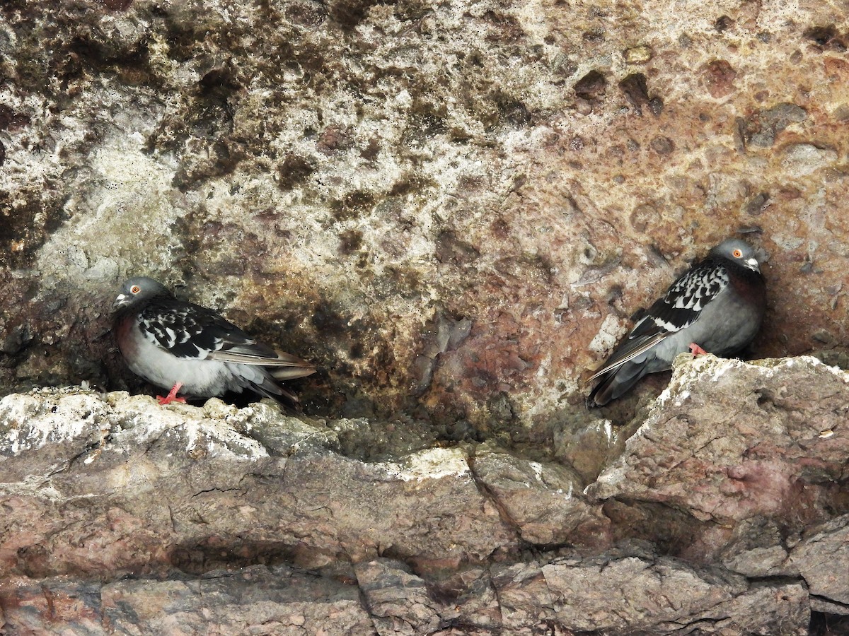 Rock Pigeon (Feral Pigeon) - ML637661275