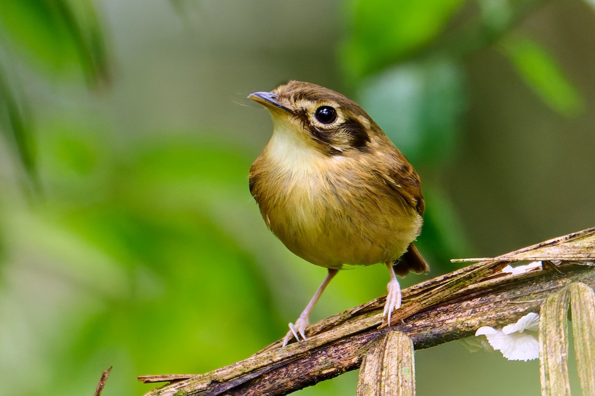 White-throated Spadebill - ML637661365