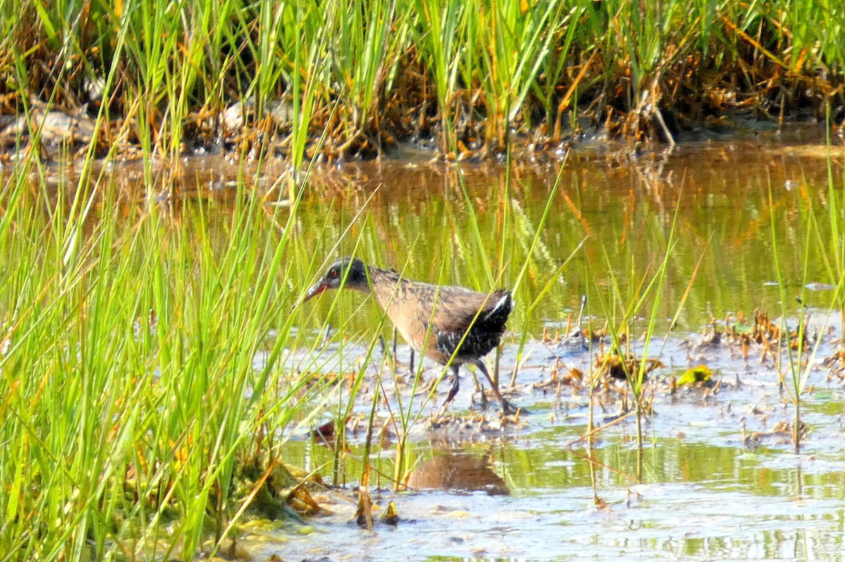 Virginia Rail - ML637661412