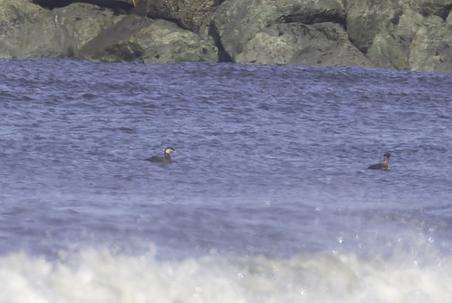 Red-necked Grebe - ML637661477