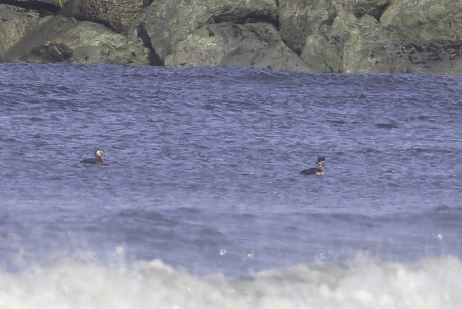 Red-necked Grebe - ML637661478