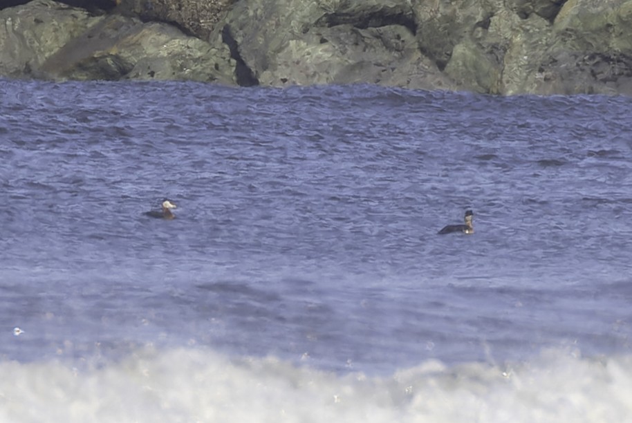 Red-necked Grebe - ML637661479