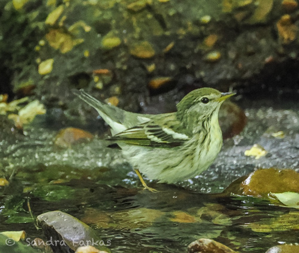 Blackpoll Warbler - ML637661480