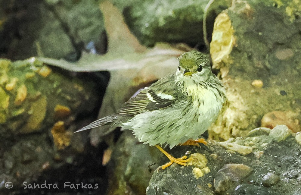 Blackpoll Warbler - ML637661482